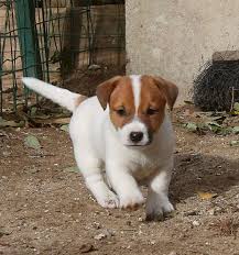 Vendita cucciolo jack russel da allevatore. Vendita Cucciolo Jack Russel Da Privato A Rimini Cuccioli Di Jack Russell Terrier