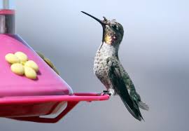 Parts Of A Hummingbird Anatomy Diagram