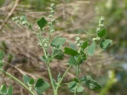 Image result for Chenopodium opulifolium
