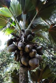 Epingle Par Mohd Adnan Mahmood Sur Seychelles Fruits Exotiques Palmier Noix De Coco