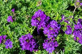 Image result for Chascanum hederaceum