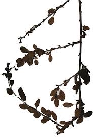 Image result for Rhamnus staddo