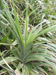 Image result for Pandanus odoratissimus
