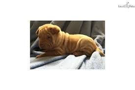 The mini labradoodle is one of the most popular designer breeds in america, but this breed started in australia. Cream Male Mini Shar Pei 600 Or 975 W Shipping Chinese Shar Pei Shar Pei Shar Pei Puppies