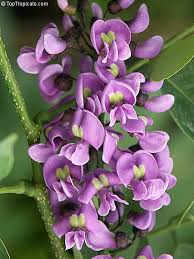 Image result for Launaea violacea