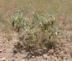 Image result for Solanum lichtensteinii