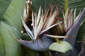 Image result for Strelitziaceae