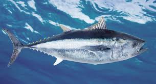 Bigeye Tuna - Le Comptoir de l ocean