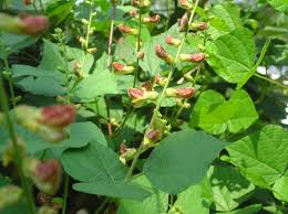 Image result for Rhynchosia goetzei