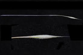 Image result for Stipagrostis uniplumis