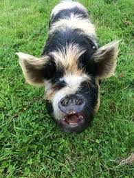 Gerry Cadogan Gerrycadoganphil Profile Pinterest