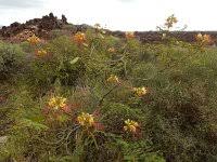 Image result for Chlorophytum angustissimum