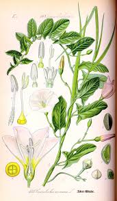 Image result for Convolvulus arvensis
