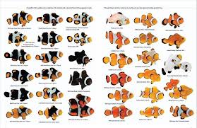 Clown Fish Chart From Reef 2 Reef Marine Aquarium Fish