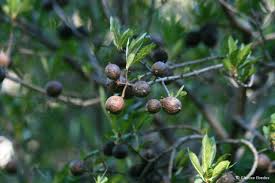 Image result for Rothmannia globosa