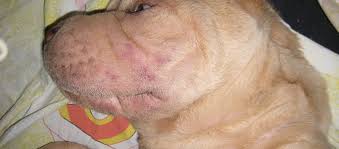 parotit u sobaki lechenie zabolevaniya v veterinarnoj klinike