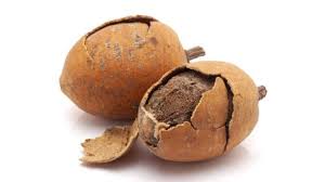 Image result for Balanites