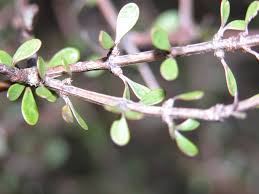 Image result for Lannea virgata