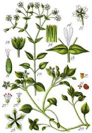 Image result for Stellaria