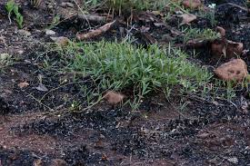 Image result for Rhynchosia totta