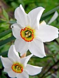 Check spelling or type a new query. Pin By Wfowler On Emphasis Daffodils Beautiful Flowers Spring Flowers