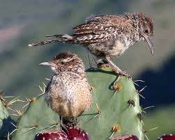 The state bird of arizona is the cactus wren. Cactus Wren