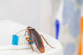 Fully licensed and insured exterminators offering affordable and safe pest control solutions for cockroaches. What Are Common Health Problems Caused By Cockroaches