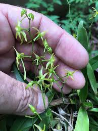 Image result for Angraecum calceolus