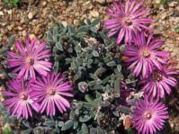 Image result for Thesium pygmaeum