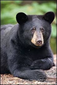 Black Bear Ursus Americanus Usa Black Bear American Black Bear Ursus
