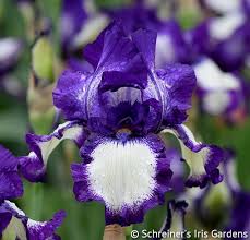 Stepping Out Tall Bearded Iris Iris Flowers Bearded Iris Purple Iris