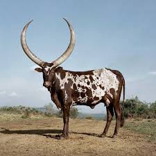 Africa Geographic On Twitter Animals Wild Animals Animals Beautiful