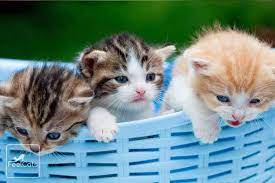 Pin En Nombres Para Gatos