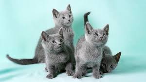 Cartoon domestic animal character with cute muzzle. Russian Blue Price Personality Lifespan