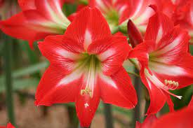 Pin Op Amaryllis