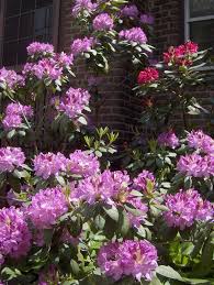 The Rhododendron Is One Of The Most Eyecatching Shrubs In The Home Landscape Being Popular Shrubs The To Pruning Rhododendrons Garden Shrubs Flowering Shrubs