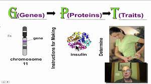 Dna consists of four different sugars that interact. Genes Proteins Traits A Brief Introduction Youtube