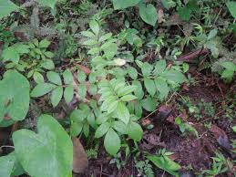 Dont plant these plants in your palm garden - Page 2 - DISCUSSING PALM  TREES WORLDWIDE - PalmTalk