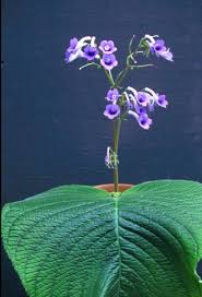 Image result for Streptocarpus eylesii × michelmorei
