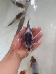 Sebuah kolam ikan mini dapat dijadikan ide solutif menghadirkan kolam di lahan yang terbatas. Jasa Pembuatan Kolam Ikan Koi Minimalis Jualkoi Id