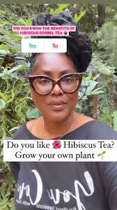Omg I Didn’t Realize How Nice Sorrel Tea ☕️ Was. BABYYY ‼️Did You Know This  Plant Had So Many Health Benefits⁉️ I just started drinking this tea ☕️ and  I’m in Love 💜, Thank You @NiyaBrownMatthews, ...