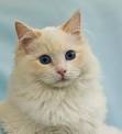 The Cream Point Ragdoll Cat - Ragdoll Fanciers Worldwide ...