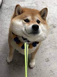 お散歩行ってきまーす 数分後 突然の雨に悲しみを隠し切れない柴犬は grape グレイプ かわいいペット 可愛い犬 柴犬