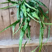 Image result for Rhipsalis