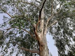 Image result for Eucalyptus tereticornis