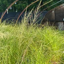 Image result for Sporobolus mauritianus