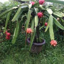 We did not find results for: Cara Menanam Buah Naga Dalam Pot Dengan Teknik Stek Sahabat Tani