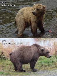 Fat Bear Week Round One,...