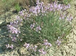 Idaho nursery and landscape associationpo box 2065idaho falls, id 83403ph: Idaho Bureau Of Land Management