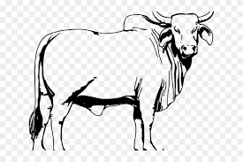 1291x1363 cow skull coloring book page craftbnb. Drawn Cow Vector Bull Colouring Pages Hd Png Download 640x480 6339604 Pngfind